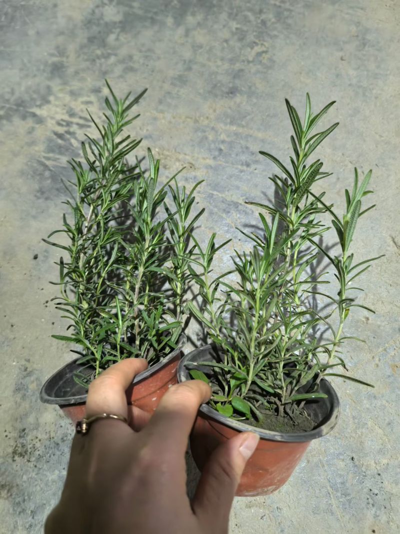 观花、观叶植物迷迭香120杯、1加仑、2加仑欢迎订购。