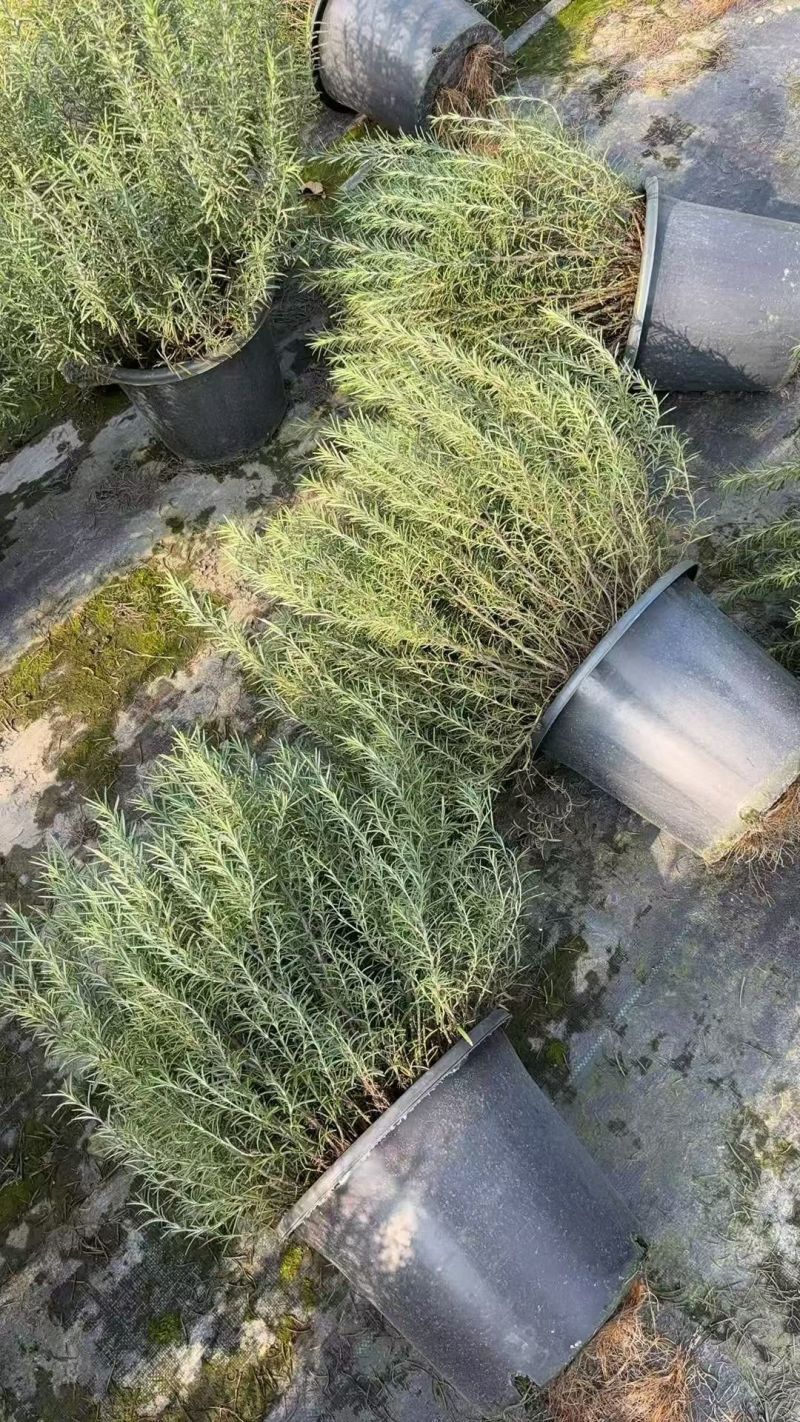 观花、观叶植物迷迭香120杯、1加仑、2加仑欢迎订购。