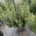 观花、观叶植物迷迭香120杯、1加仑、2加仑欢迎订购。