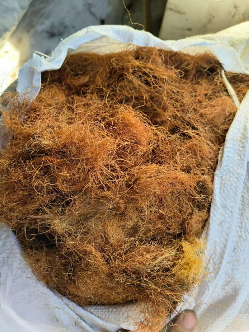 玉米须中药材农家采摘晒干冷背中药材合作共赢