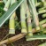 甘蔗种头种茎