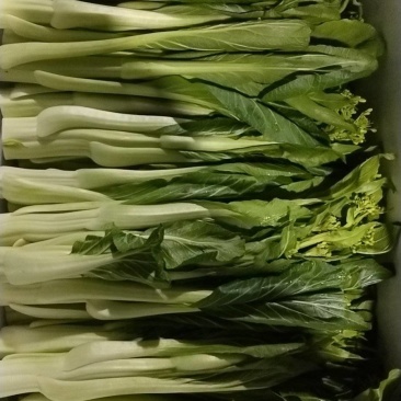 迟菜清脆可口