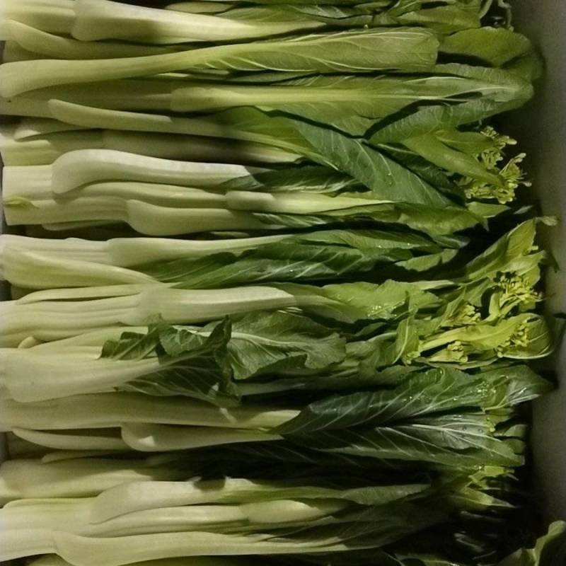 迟菜清脆可口