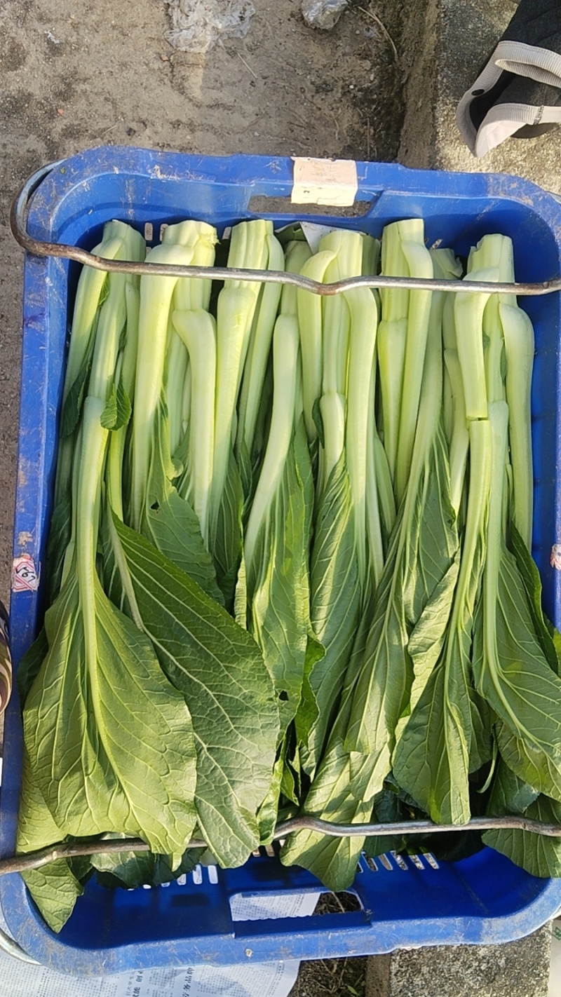 迟菜清脆可口