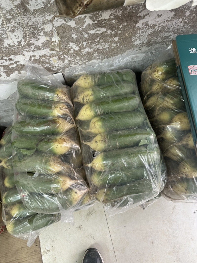 正宗潍县萝卜小紫樱