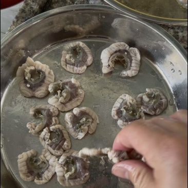 大量出售优质吊水中山脆肉皖，全国可发
