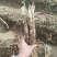 甘肃靖远红葱大葱产地一手货源品质保证全国欢迎联系