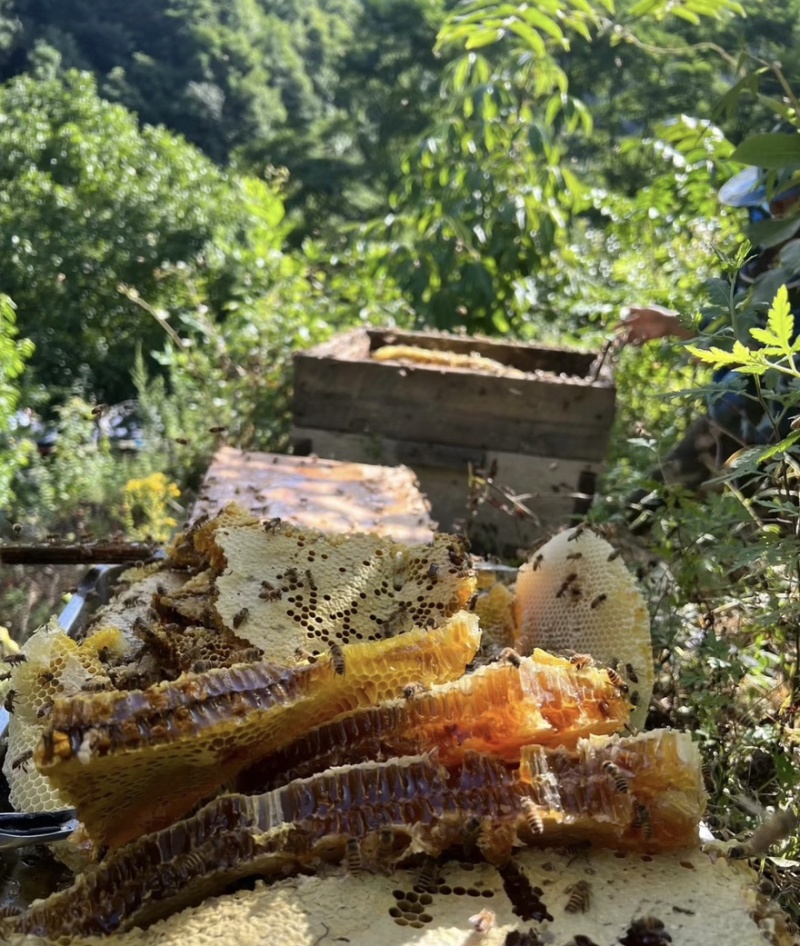 农家土蜂蜜自产自销蜂蜜浓浓花香冲泡皆宜欢迎致电