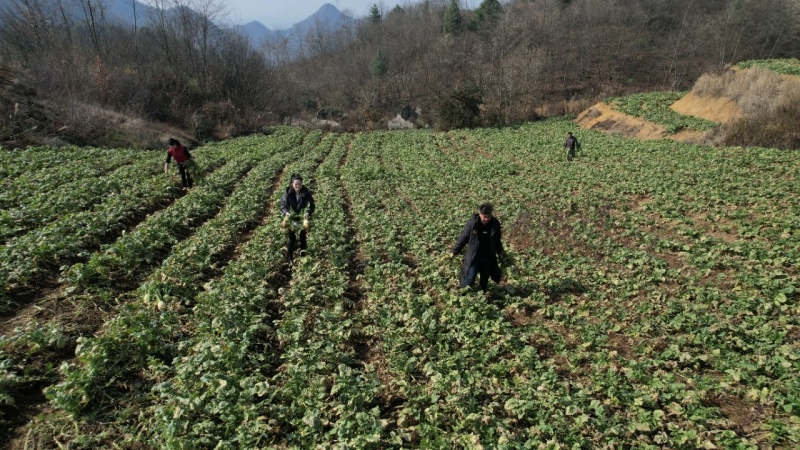 贵州海拔1800高山水果萝卜昼夜温差大光照足多汁清脆甜度
