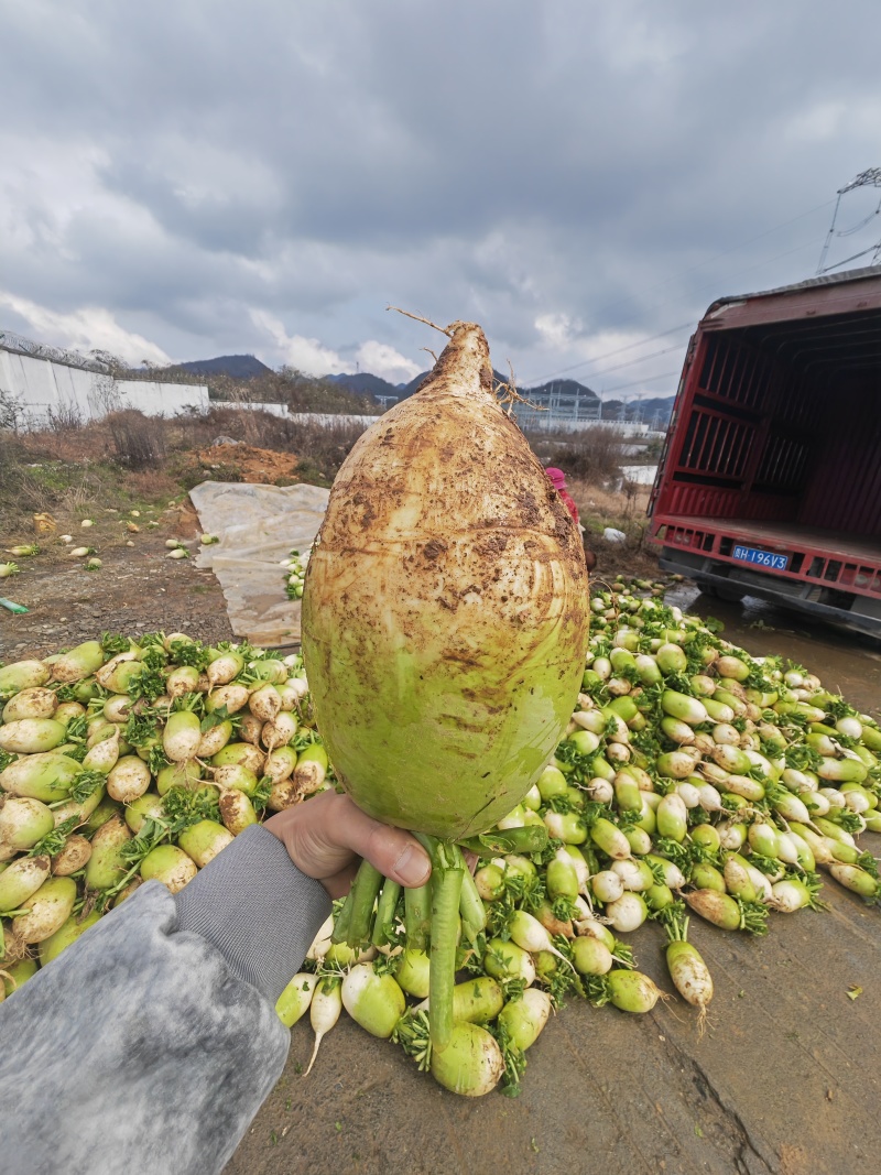 贵州海拔1800高山水果萝卜昼夜温差大光照足多汁清脆甜度