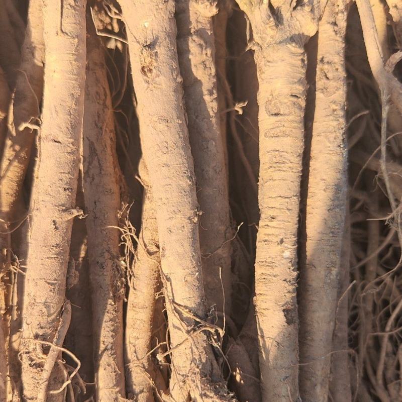 甘肃陇南干黄芪条，黄芪营片，规格齐全