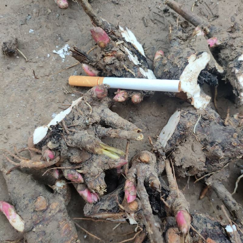 白芍根
