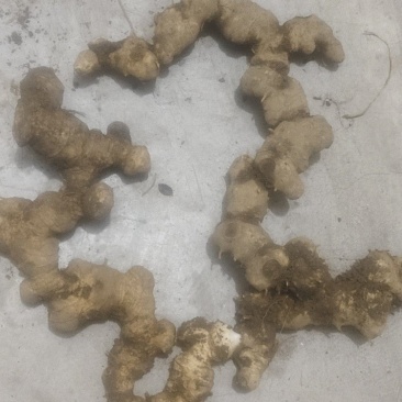 黄精五年苗出售
