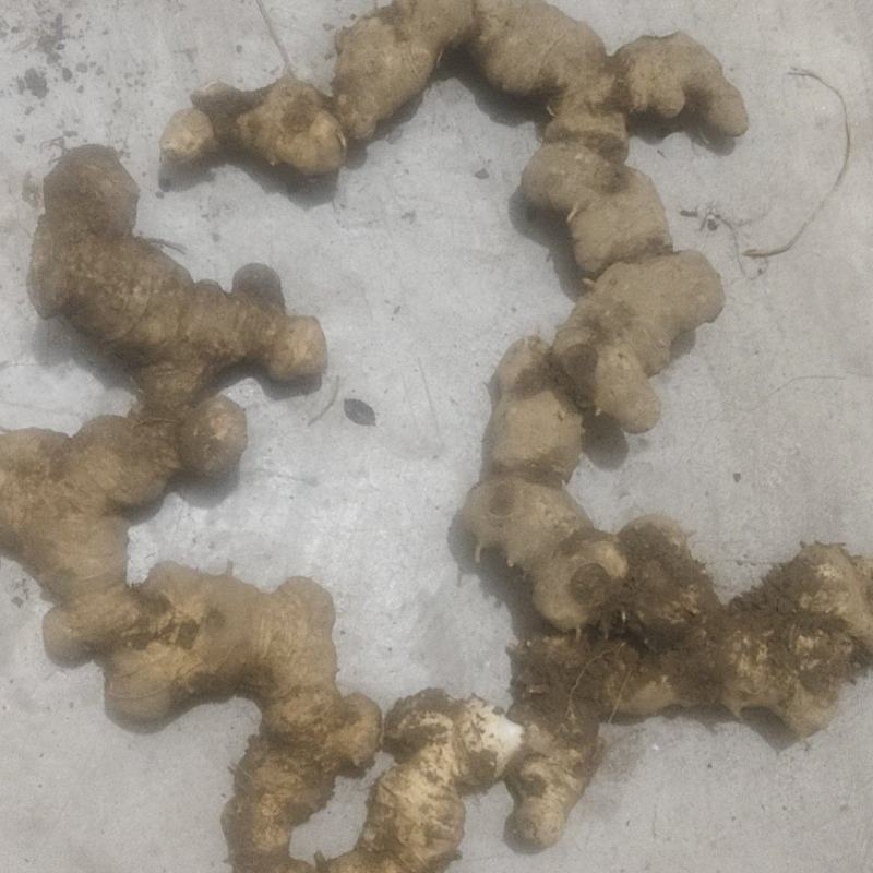 黄精五年苗出售