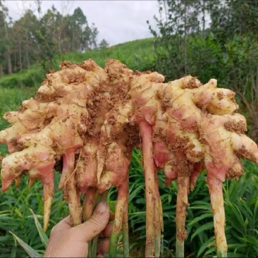 大量生姜出售。湖南二号，以及山东二号