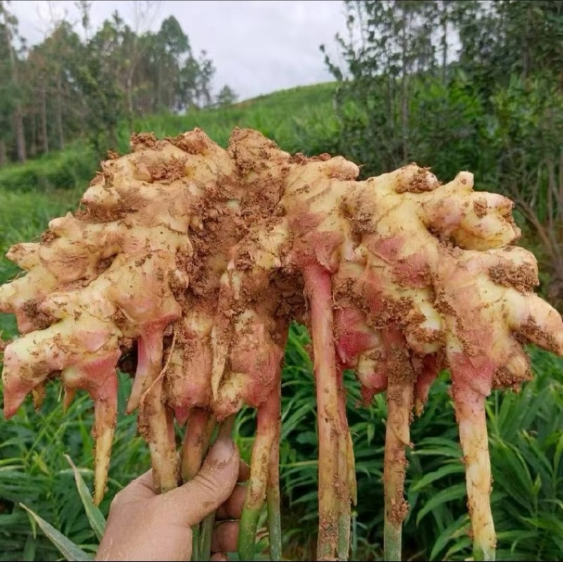 大量生姜出售。湖南二号，以及山东二号