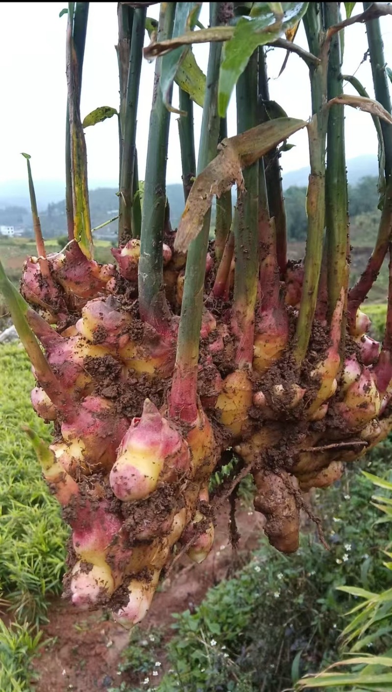 大量生姜出售。湖南二号，以及山东二号