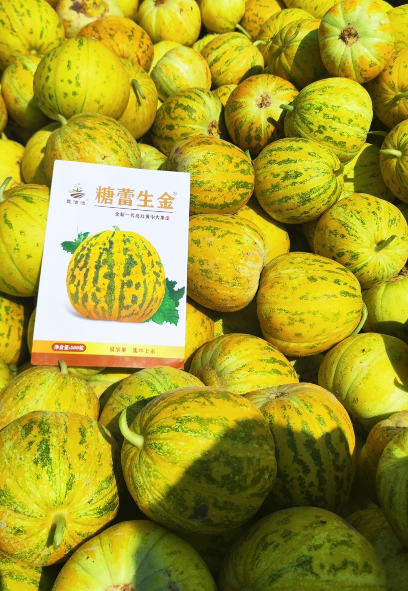 糖蕾生金中大果型八里香杂交甜瓜种子果皮亮红黄果肉硬绿肉