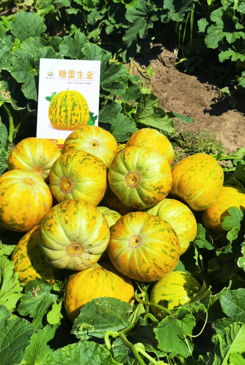 糖蕾生金中大果型八里香杂交甜瓜种子果皮亮红黄果肉硬绿肉