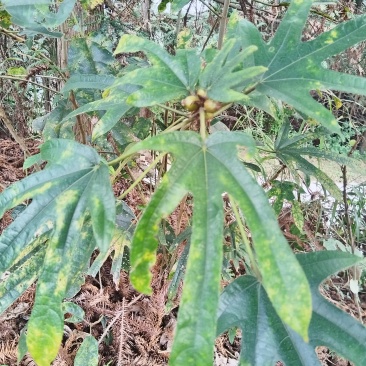 野生五指毛桃，有需要再开挖
