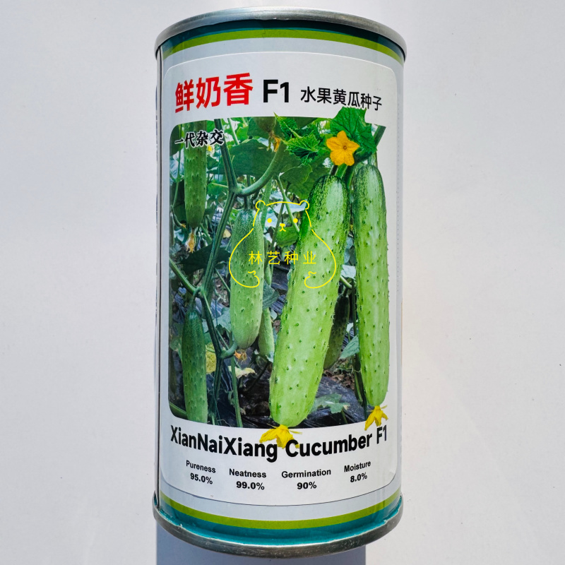 鲜奶香水果黄瓜种子早熟全雌水果黄瓜种籽绿白色黄瓜清香甜脆