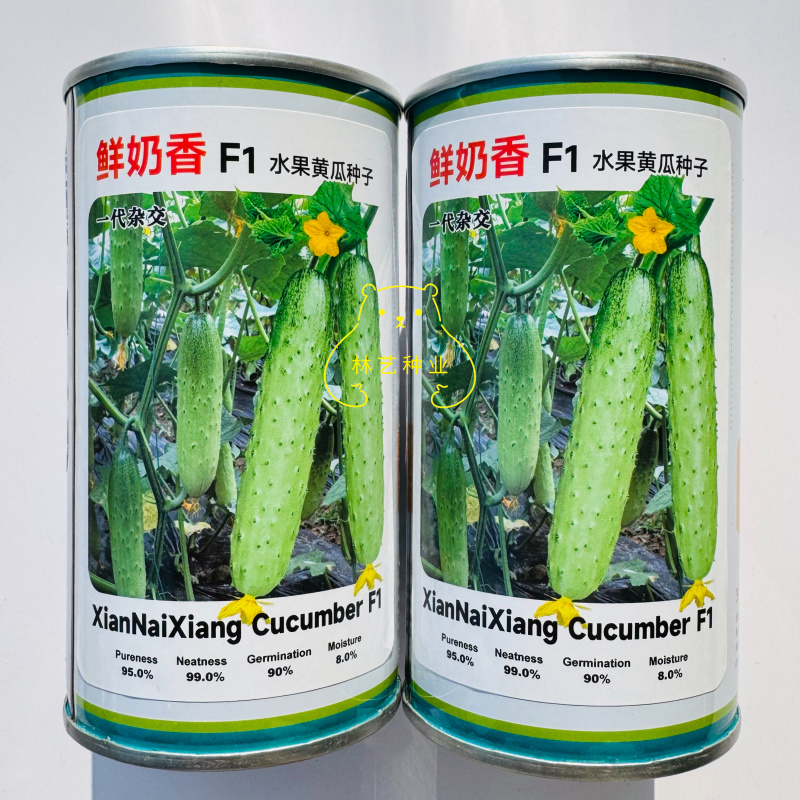 鲜奶香水果黄瓜种子早熟全雌水果黄瓜种籽绿白色黄瓜清香甜脆