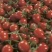 西红柿，番茄，釜山八八