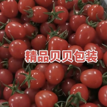 西红柿，番茄，釜山八八