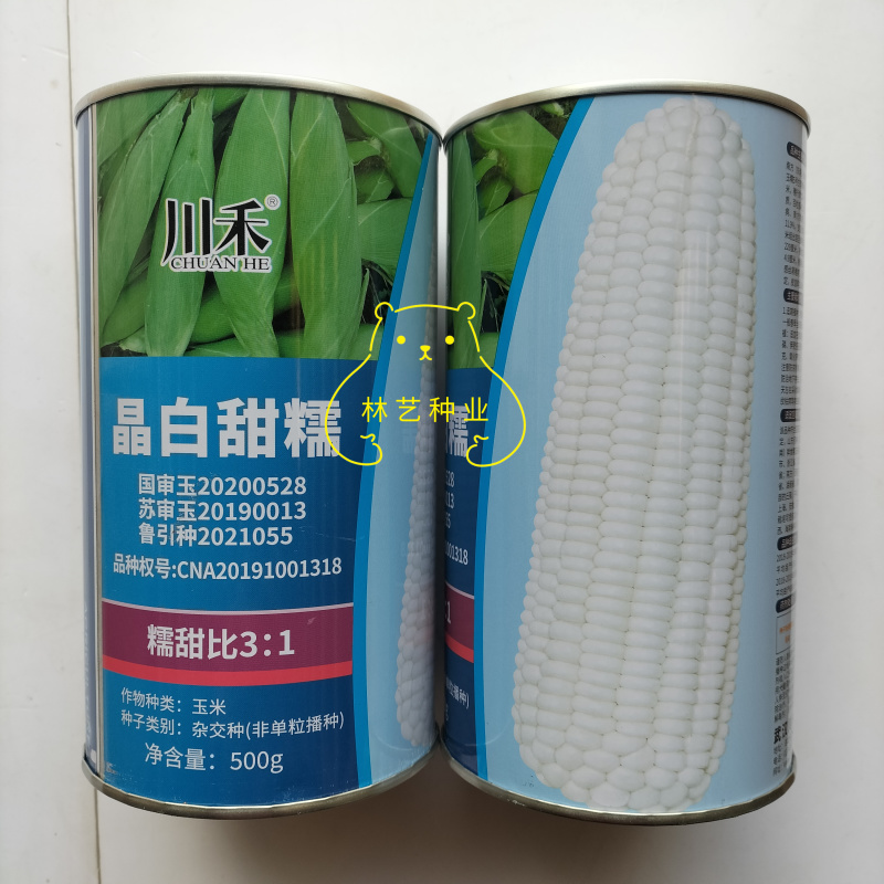 川禾晶白甜糯玉米种子甜加糯甜糯可口棒大高产苞谷种籽加甜糯