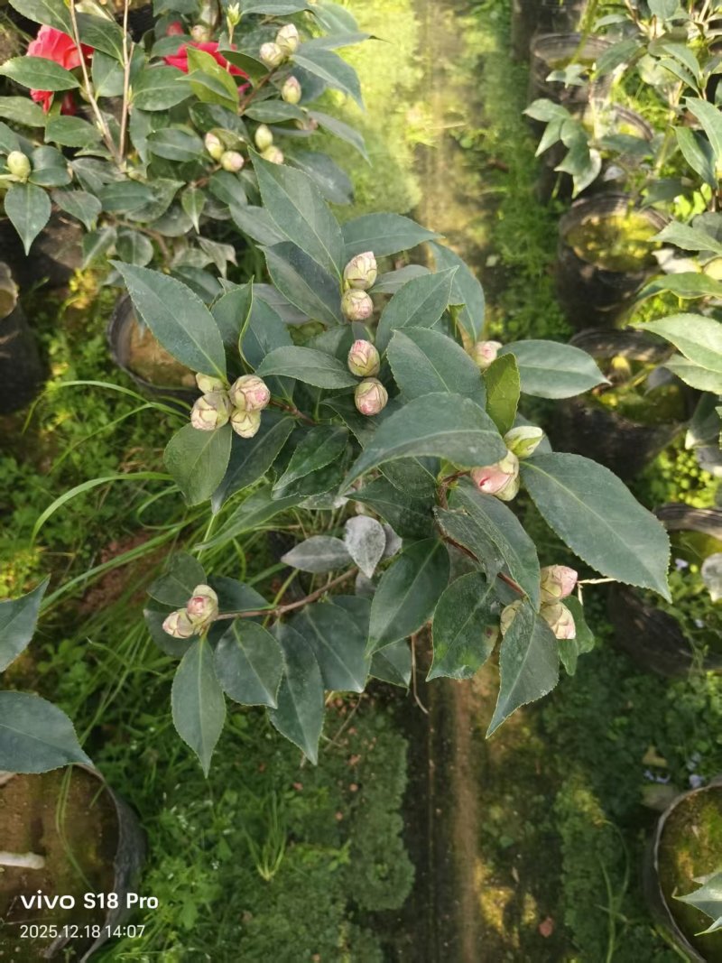 19杯五色赤丹，基地直发，大量供货中
