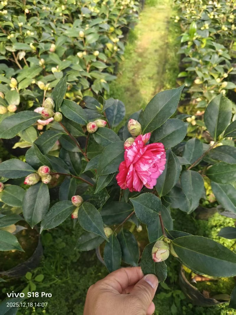 19杯五色赤丹，基地直发，大量供货中