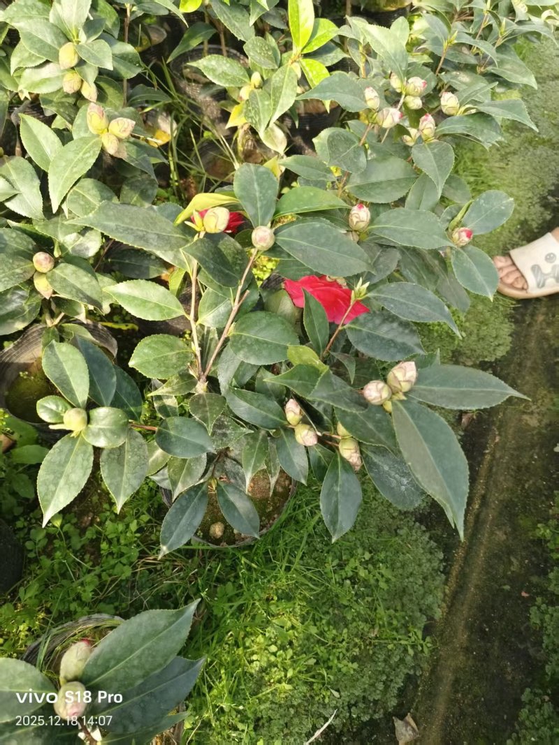 19杯五色赤丹，基地直发，大量供货中