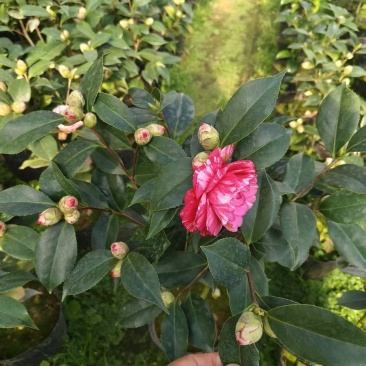 19杯五色赤丹，基地直发，大量供货中