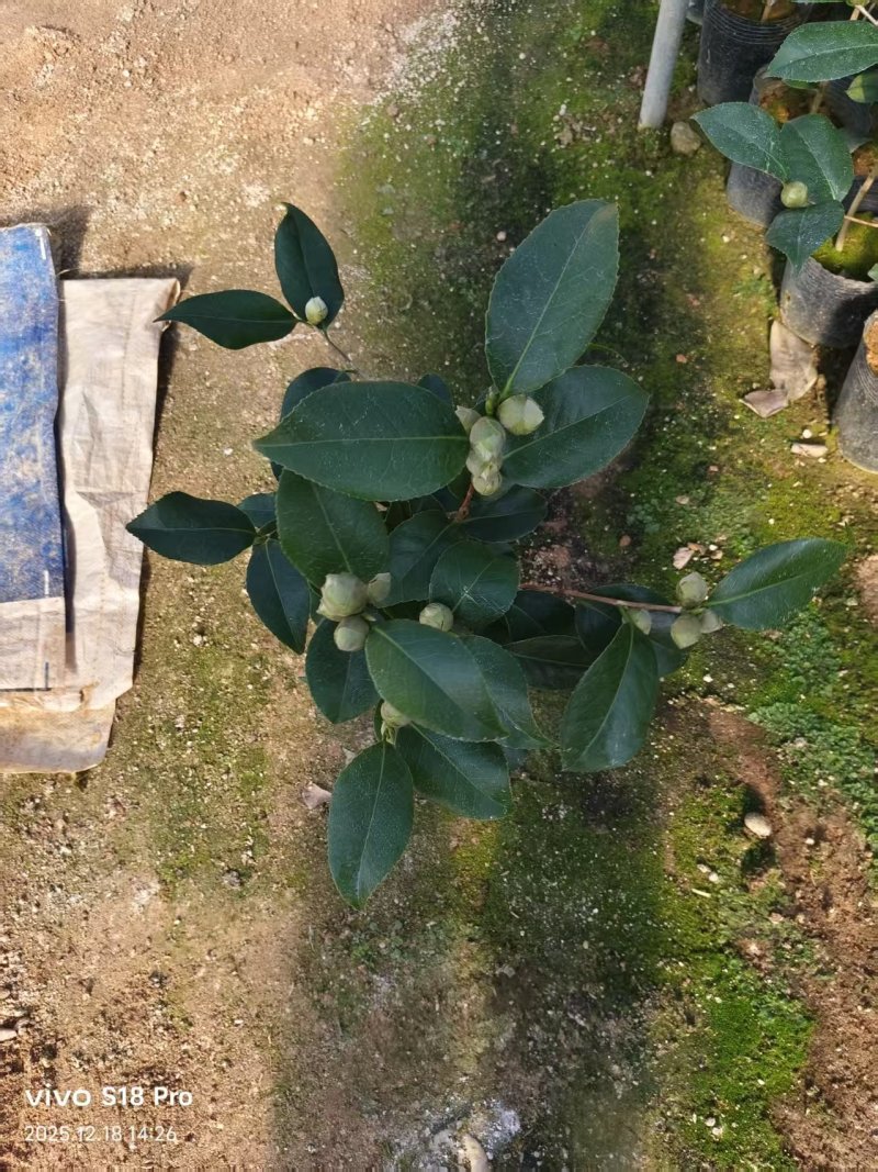 18杯克瑞墨供货中，基地直发