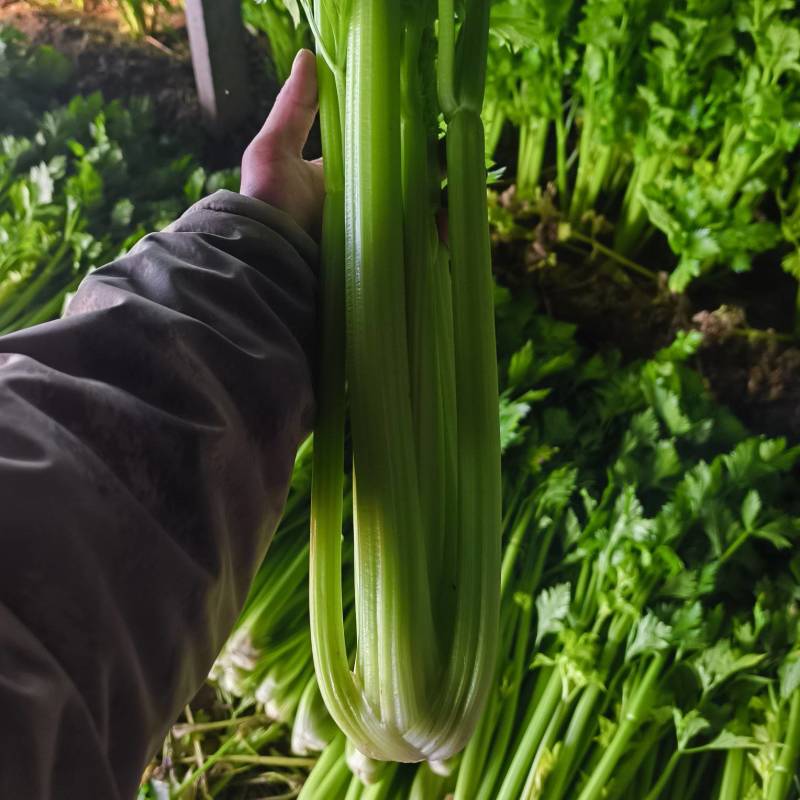 西芹基地大量有货