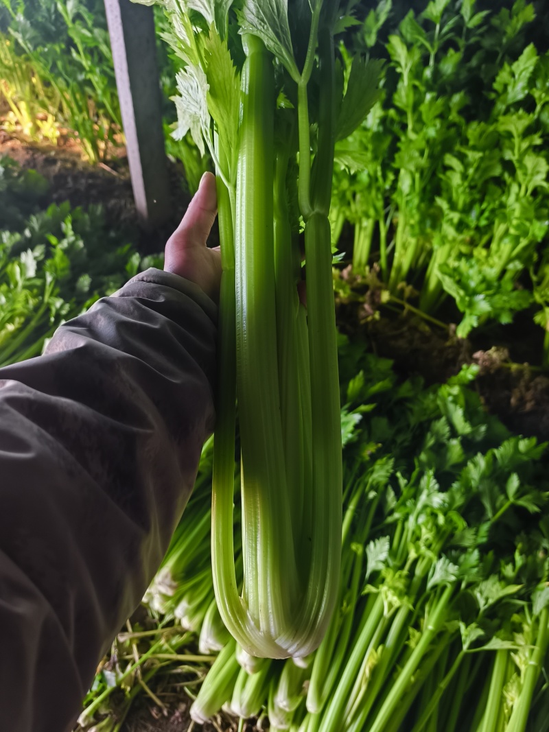 西芹基地大量有货