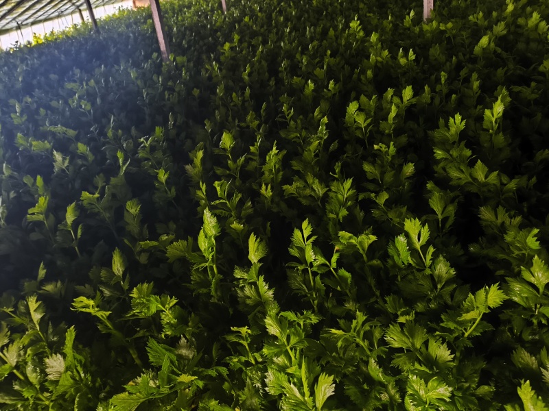 西芹基地大量有货