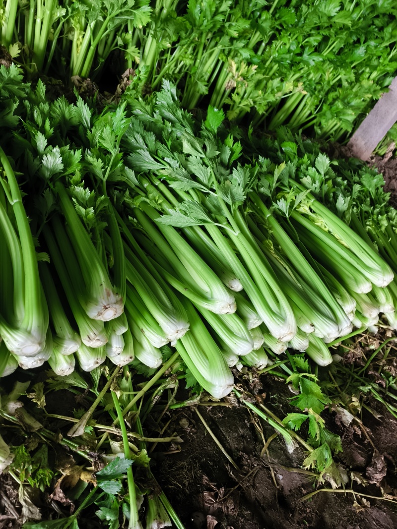 西芹基地大量有货