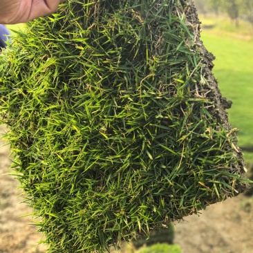 马尼拉草皮