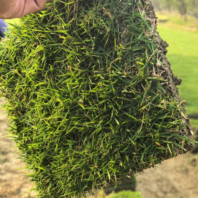 马尼拉草皮