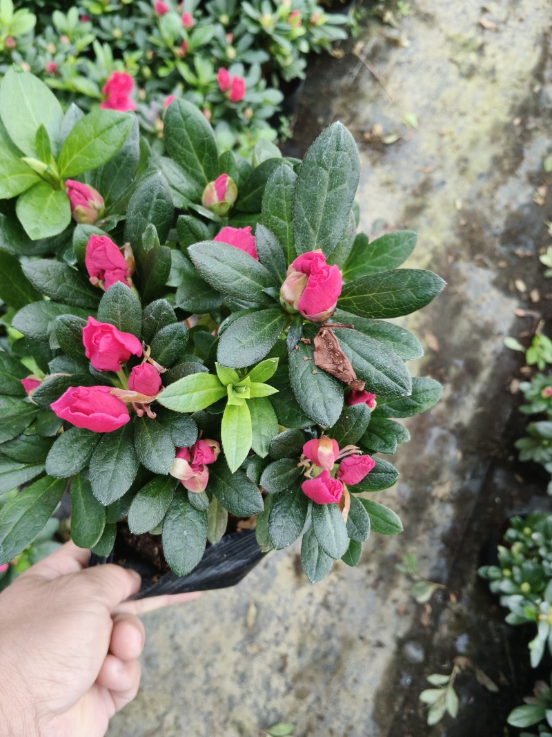 16杯多棵杜鹃供货中，基地直发