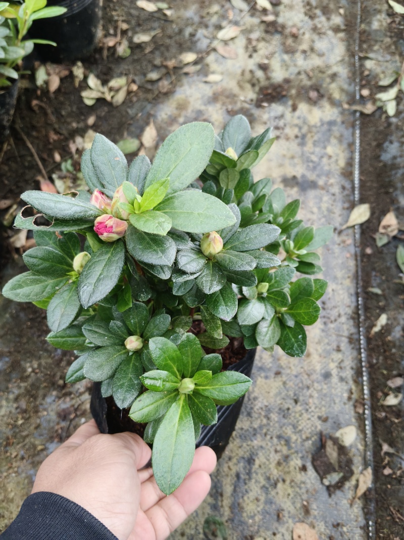16杯多棵杜鹃供货中，基地直发