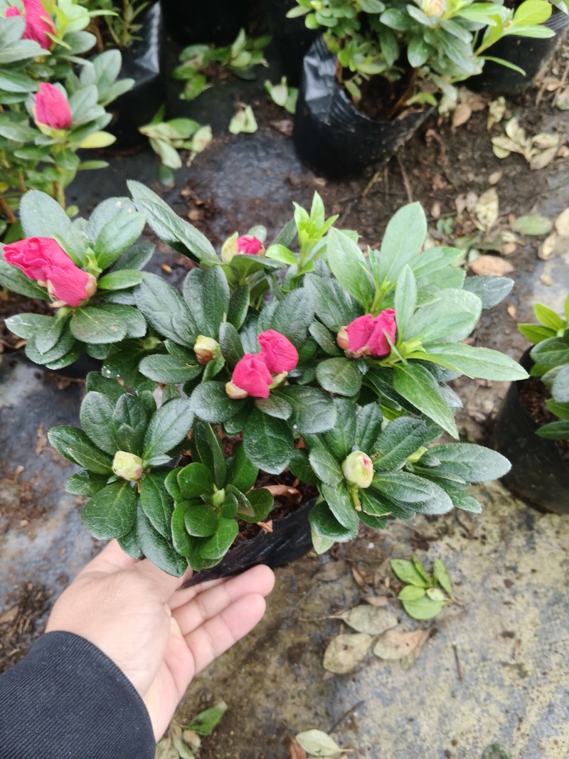 16杯多棵杜鹃供货中，基地直发