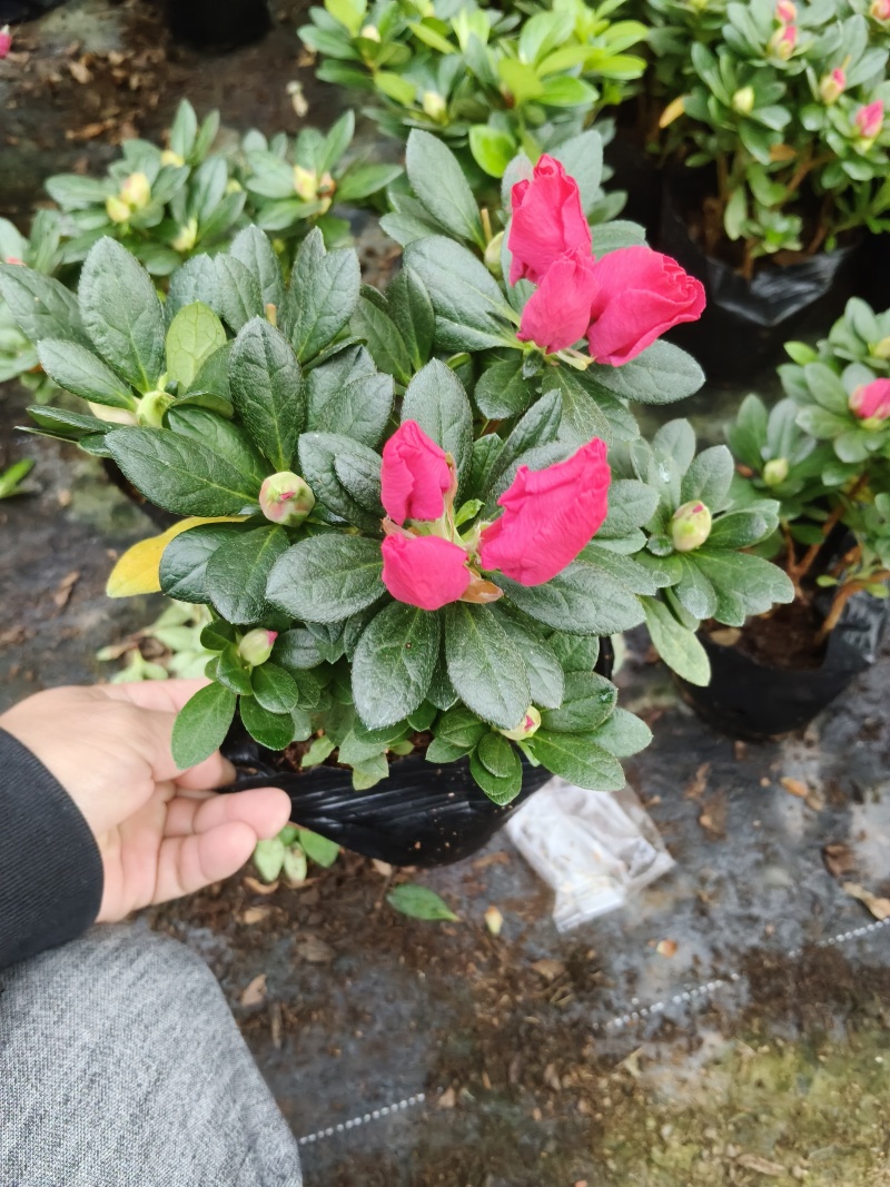 16杯多棵杜鹃供货中，基地直发