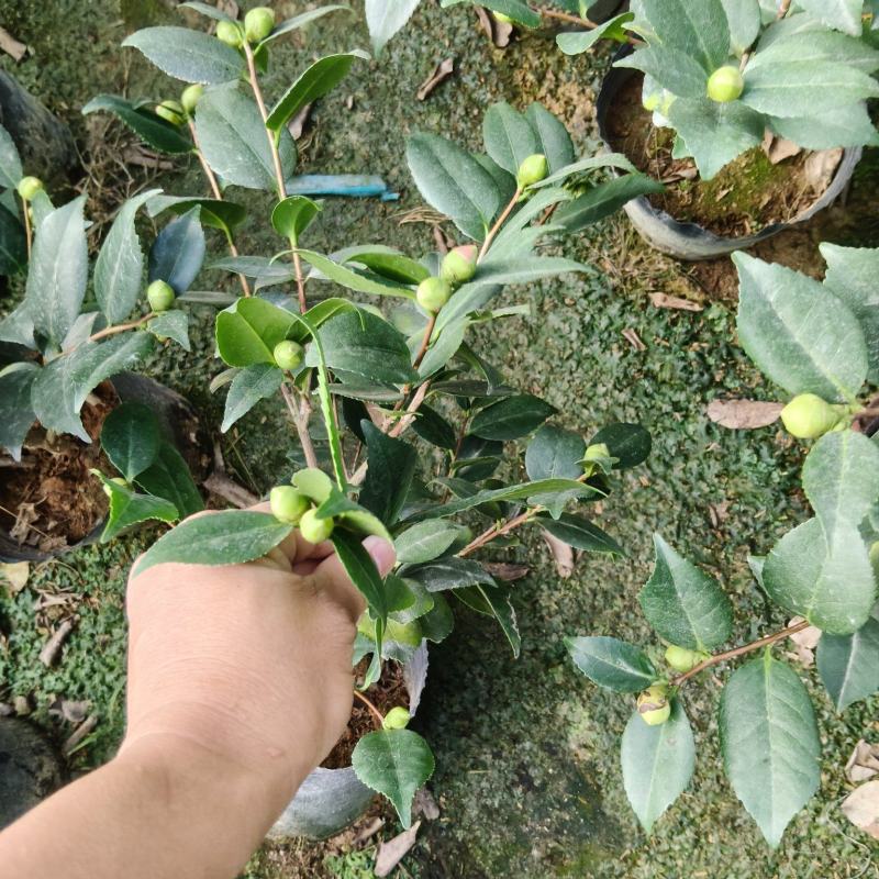 18杯香妃茶花供货中，基地直发