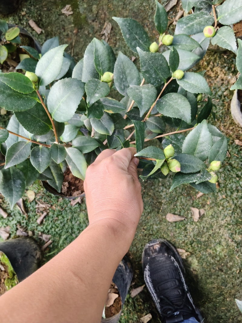 18杯香妃茶花供货中，基地直发