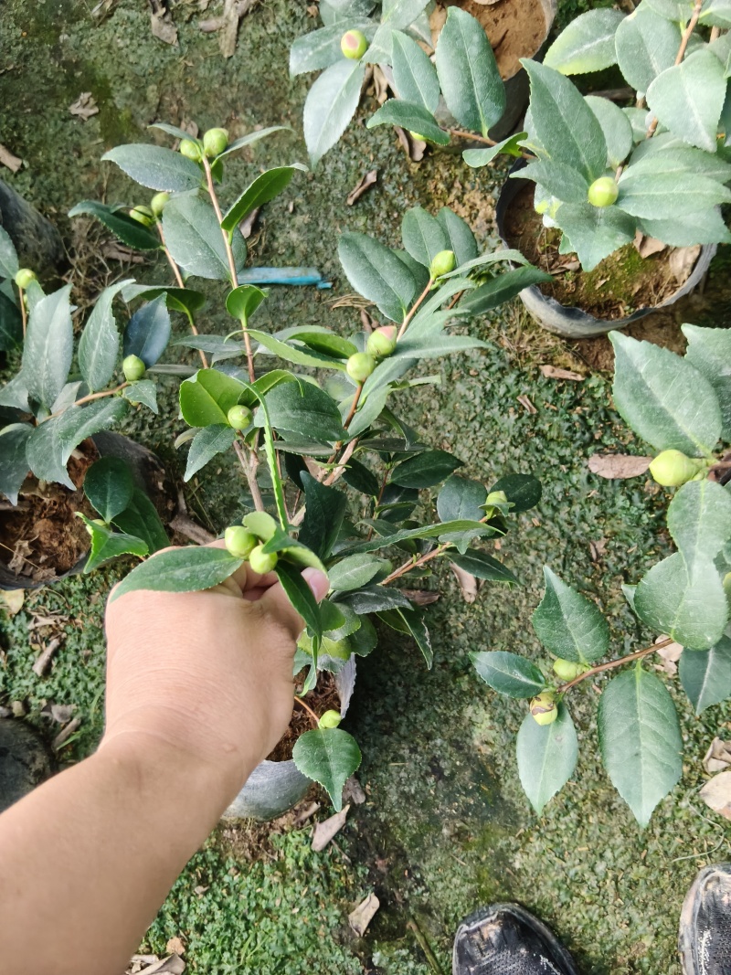 18杯香妃茶花供货中，基地直发