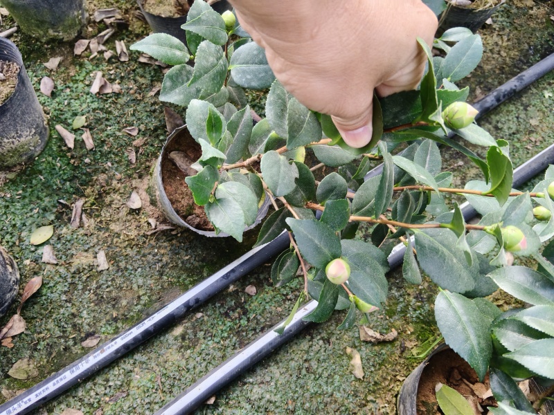 18杯香妃茶花供货中，基地直发