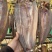 风吹大白刁