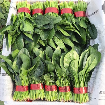 精品菠菜大量上市中，货源充足，大吨位供货，各规格大小都有